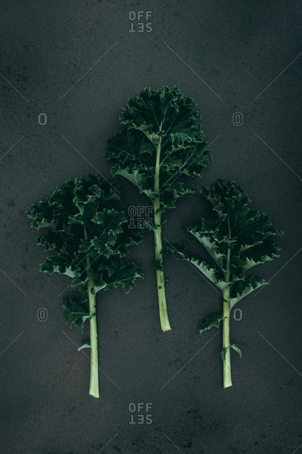 Curly Kale against a black background