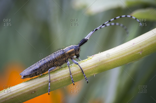 Females of the timberman beetle while feeding, monochamus galloprovincialis, baker's vaulting horse, medium close-up,