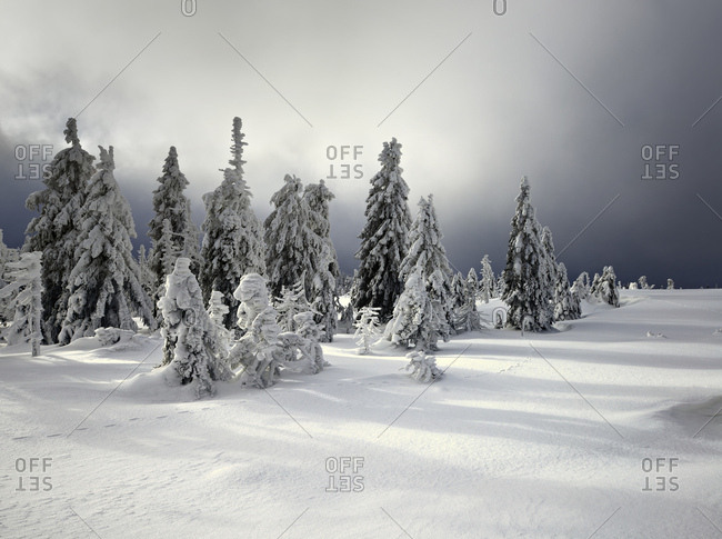 Germany, saxony-anhalt, harz national park, spruces with snow, deeply snow-covered scenery in winter, approaching clouds, wilderness