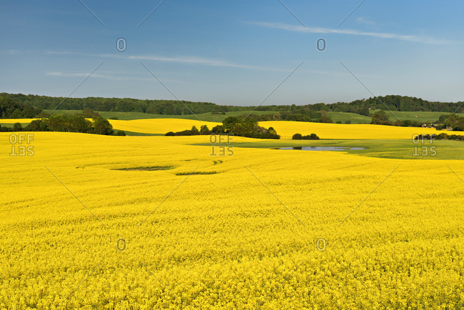 Blossoming rape field, original cultivated landscape with ponds and copses, biospherenreservat schorfheide-chorin, uckermark, brandenburg, germany