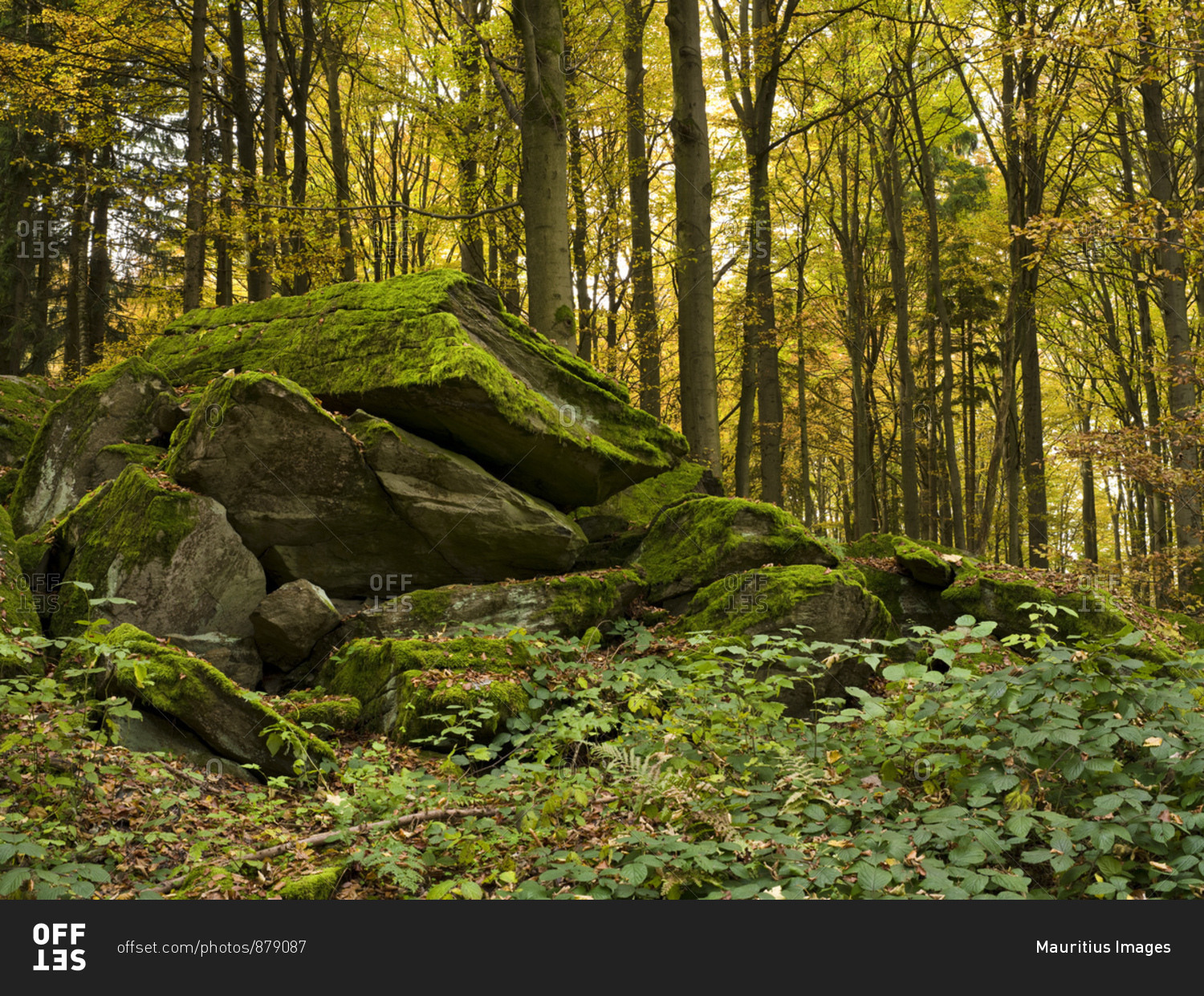Germany, hessia, hessian Rhon nature reserve, unesco biosphere reserve, rock formation in the buchenwald close poppenhausen, autumn