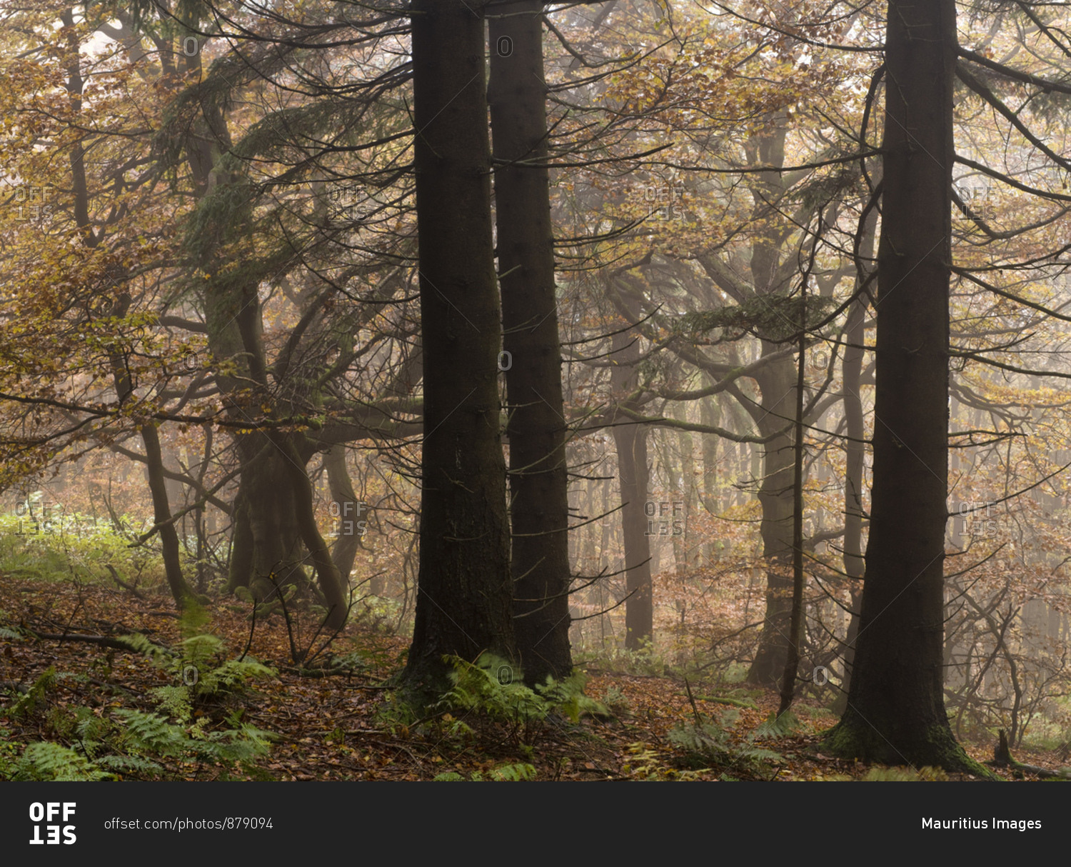 Germany, bavaria, Rhon biosphere reserve, unesco biosphere reserve, nature reserve, knobby mountain mixed forest on the himmeldunkberg in the autumn fog, spruces and beeches