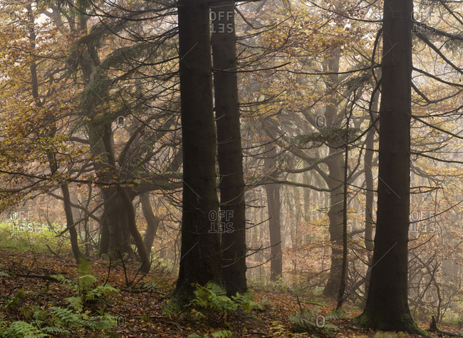 Germany, bavaria, Rhon biosphere reserve, unesco biosphere reserve, nature reserve, knobby mountain mixed forest on the himmeldunkberg in the autumn fog, spruces and beeches