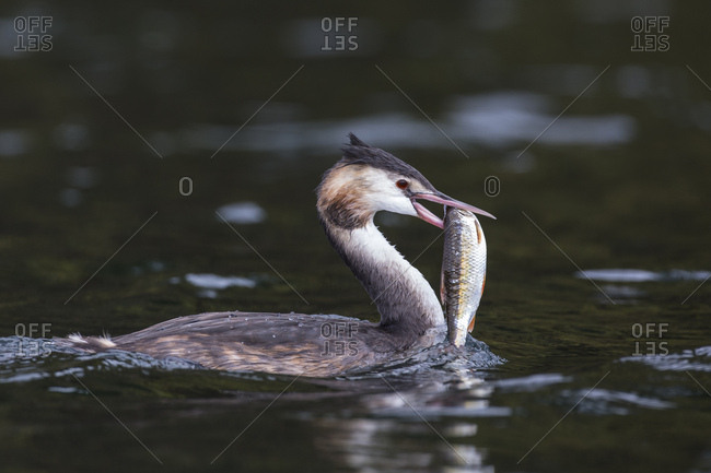 Great crested grebe, podiceps cristatus, with fish in the beak