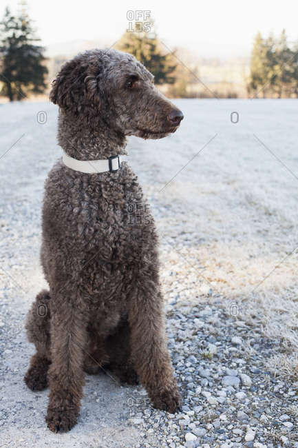 A brown royal poodle plays in the snow