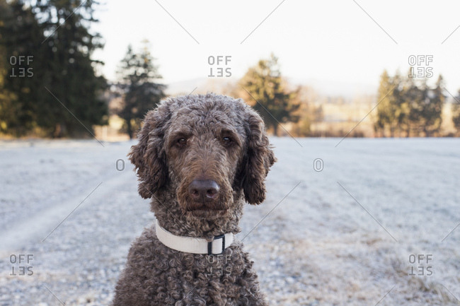 A brown royal poodle plays in the snow