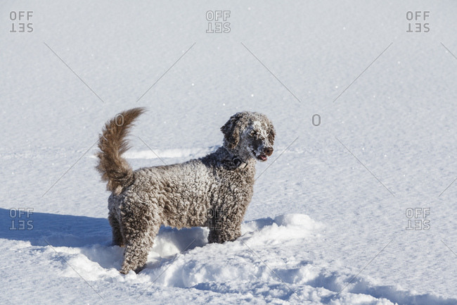A brown royal poodle plays in the snow