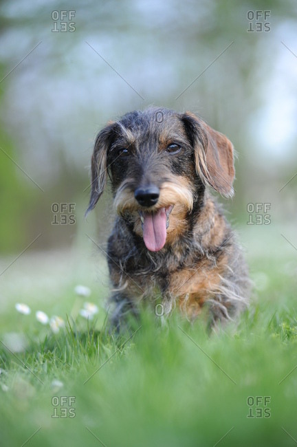Wire-haired dachshund in the garden