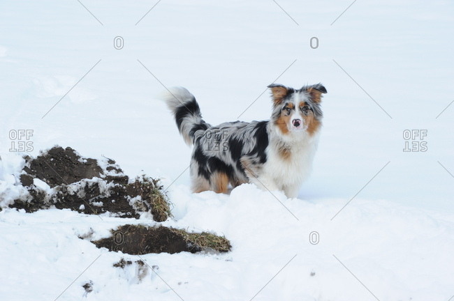 Australian shepherd dog in the snow