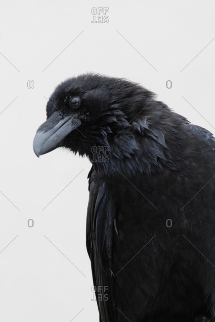 Northern raven, corvus corax, medium close-up