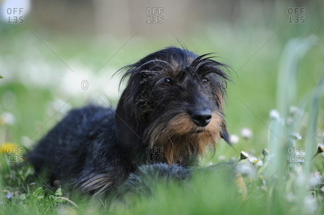 Wire-haired dachshund lies in the garden