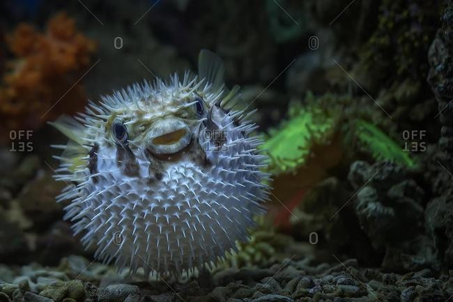 Close-up portrait of a Puffer fish underwater