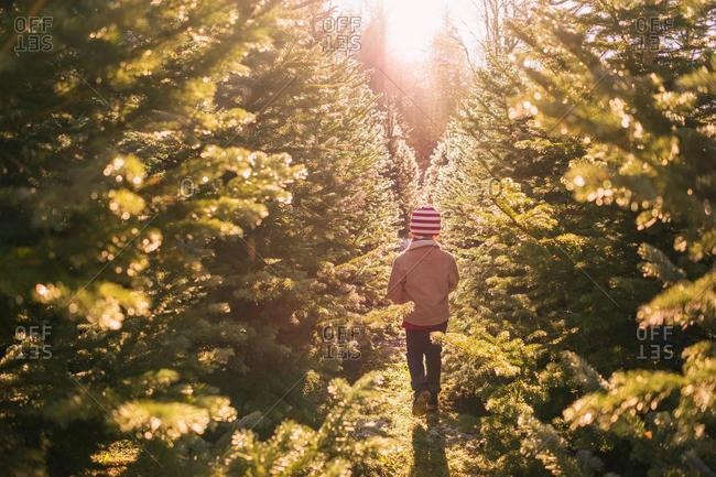 Christmas Tree Farm Stock Photos Offset