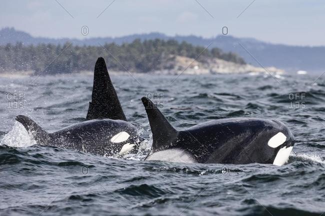 Three orcas swimming near the coastline, Canada