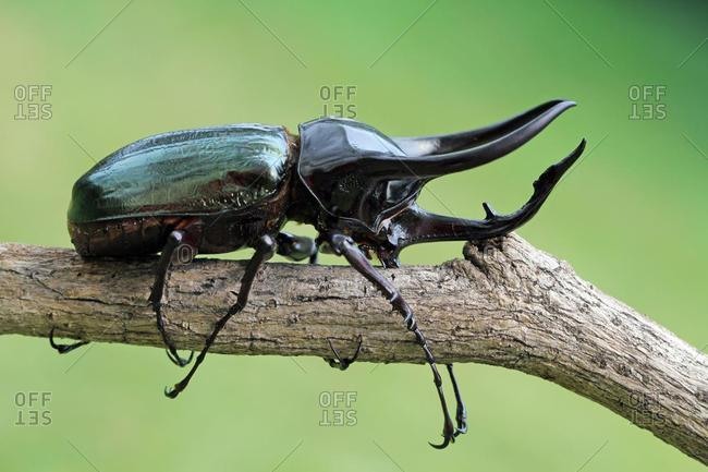 Close-up of a Black Beetle on a branch, Indonesia