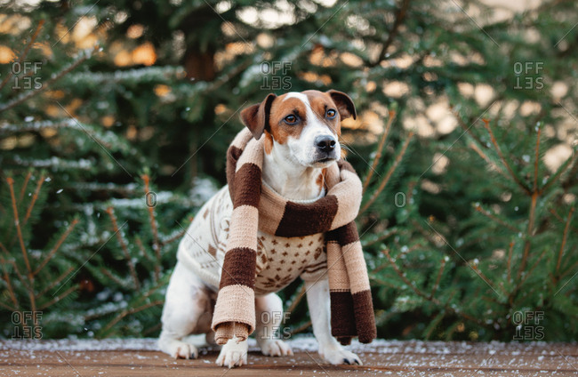 jack russell christmas sweater