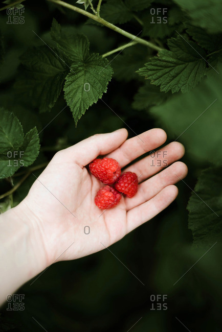 Hand picked freshly raspberries.