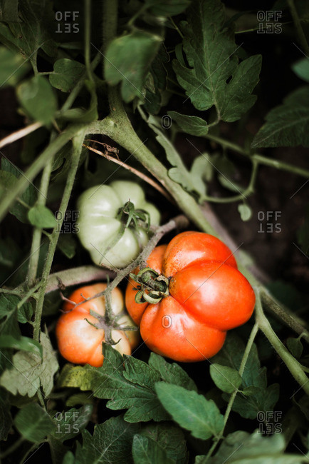 Close up of red tomato in the garden.