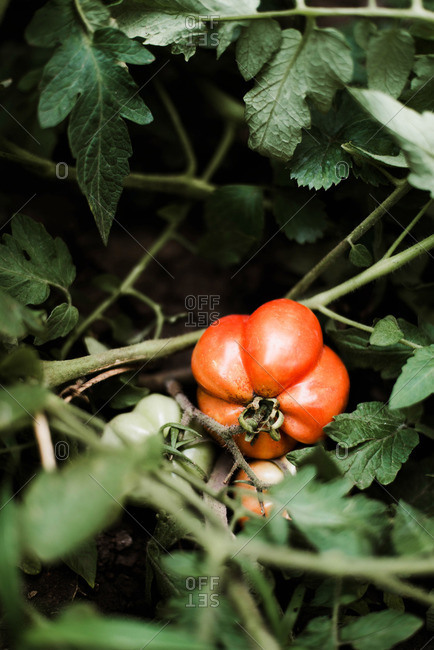 Close up of red tomato in the garden.