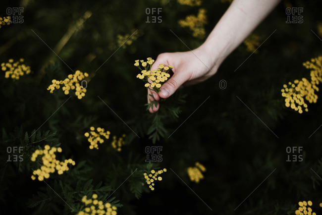 Woman  holding  wild yellow flowers .