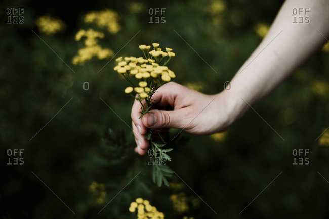 Woman  holding  wild yellow flowers .