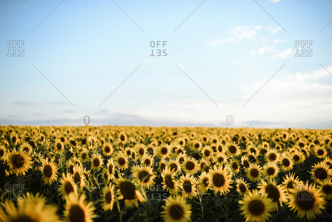 Close-up of sunflower growing outdoors during sunny day