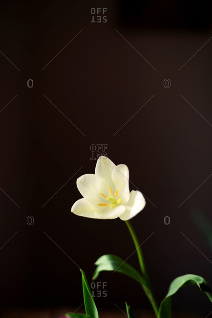White tulip with green leaves in a vase. Modern floral simple design
