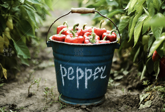 Red peppers from a basket full of peppers on farm