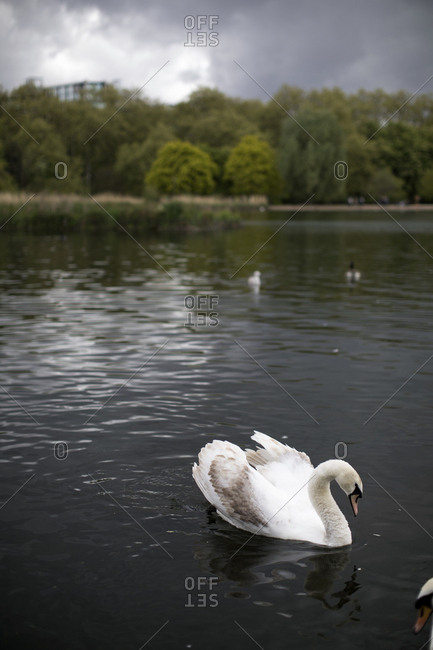 Swan swimming on lake at park