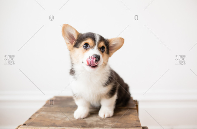 Cute small corgi puppy sitting looking up licking nose