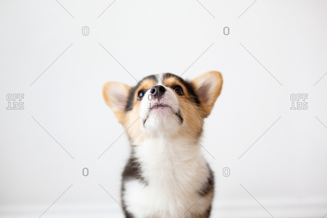 Corgi puppy looking up against white wall head and shoulders view