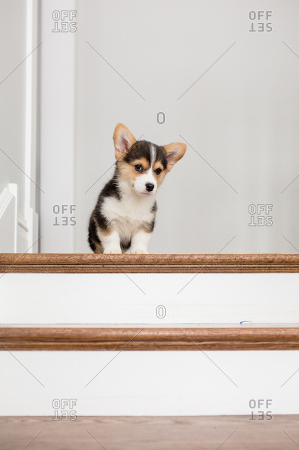 Adorable small welsh corgi puppy sitting at top of stairs inside