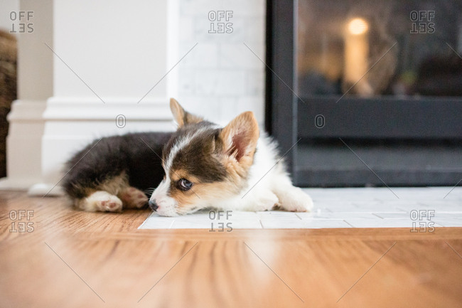 Adorable small fuzzy corgi puppy laying on floor by fireplace