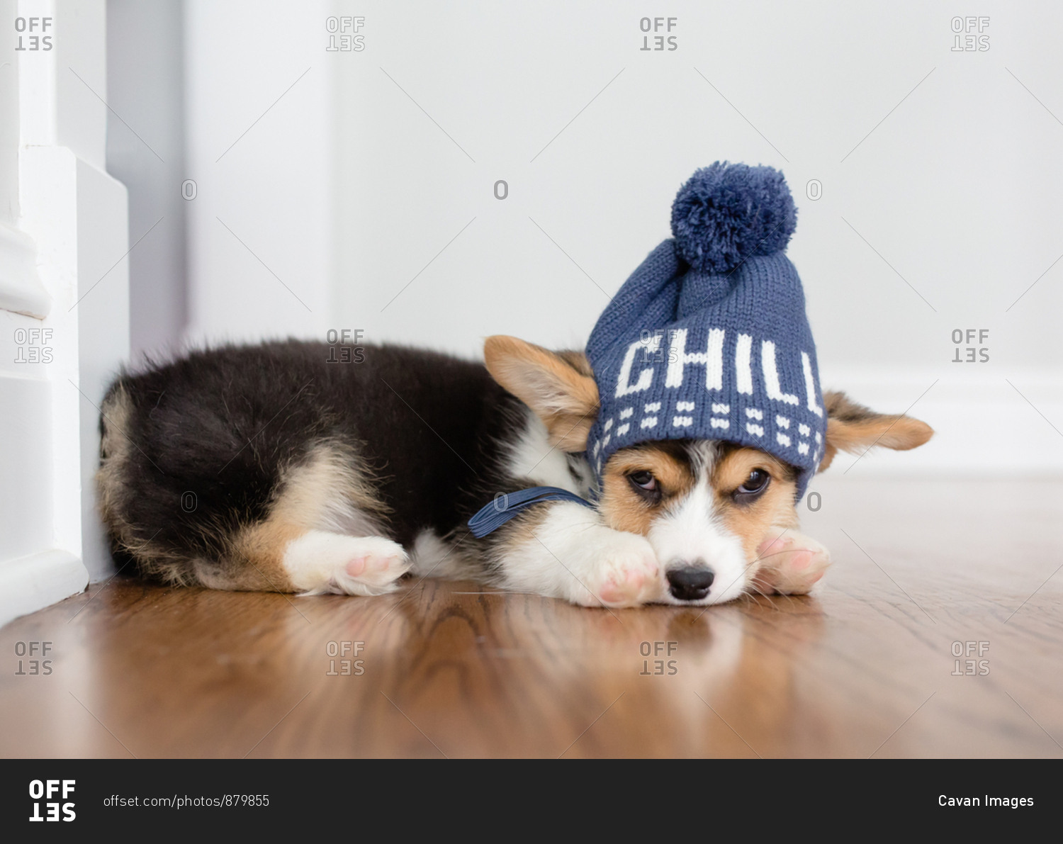 Corgi puppy laying down with hat cute winter hat on