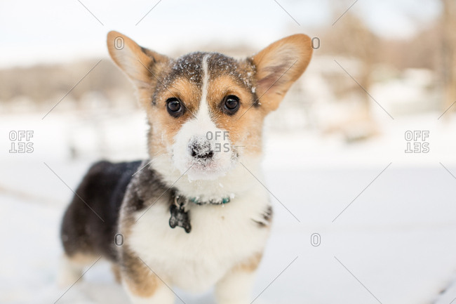 Cute tricolor corgi puppy outdoors in winter snow with snow on nose