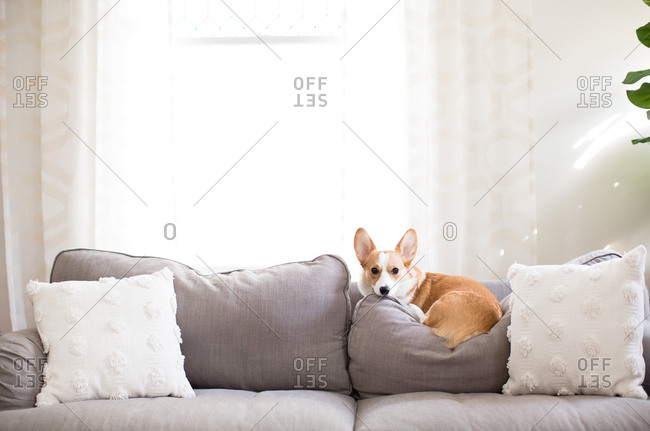 Red and white corgi dog laying on couch cushions indoors neutral decor