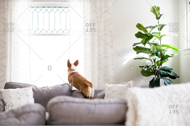 Corgi dog standing on couch cushion looking out window indoors
