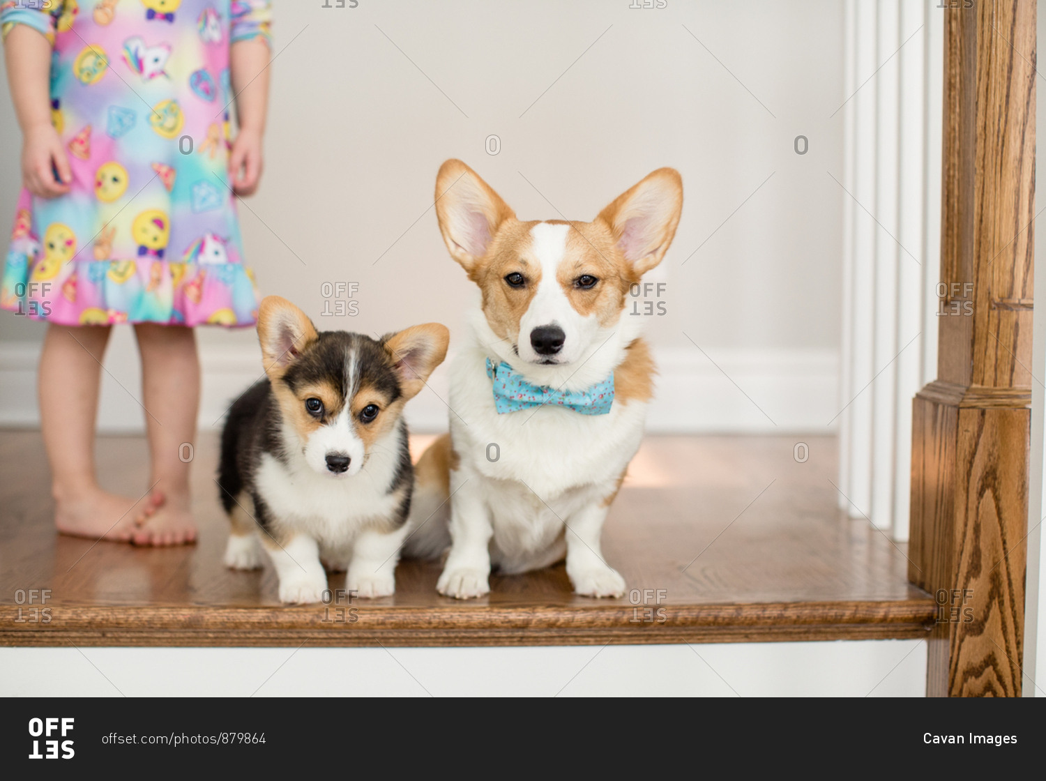 corgi nightgown