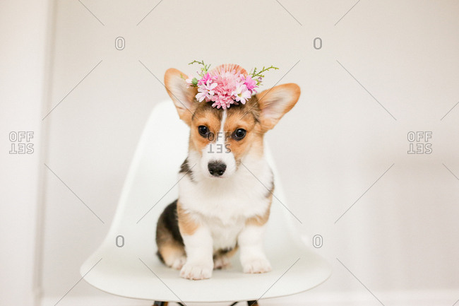 Cute corgi puppy sitting on white chair with pink flower crown