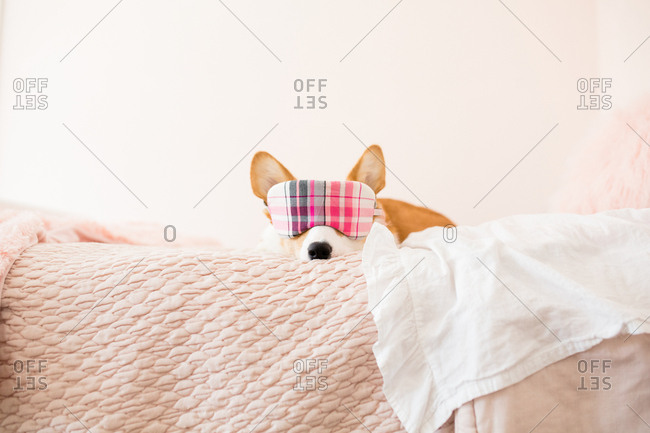 Front view of corgi with plaid sleeping mask over eyes on pink bed