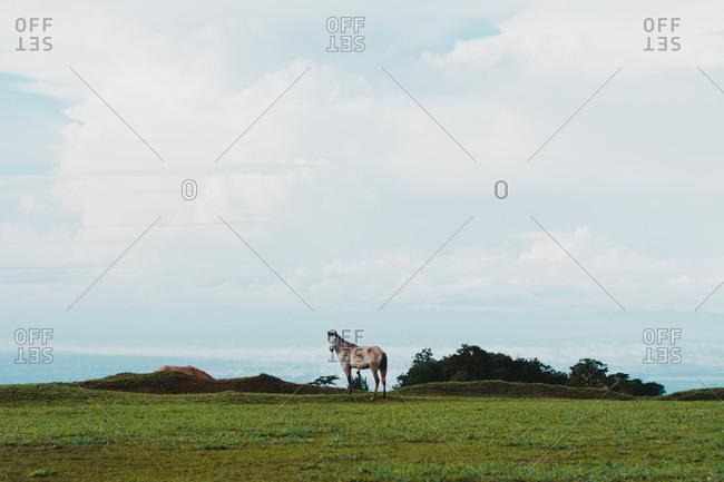 Horse on green lawn in countryside