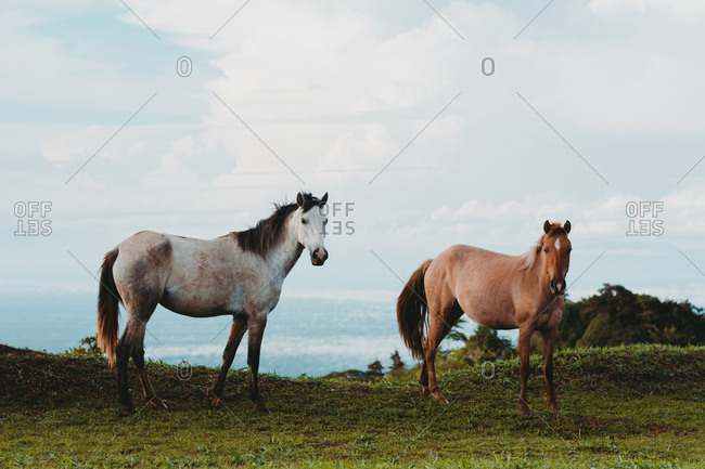 Horses on green lawn in countryside