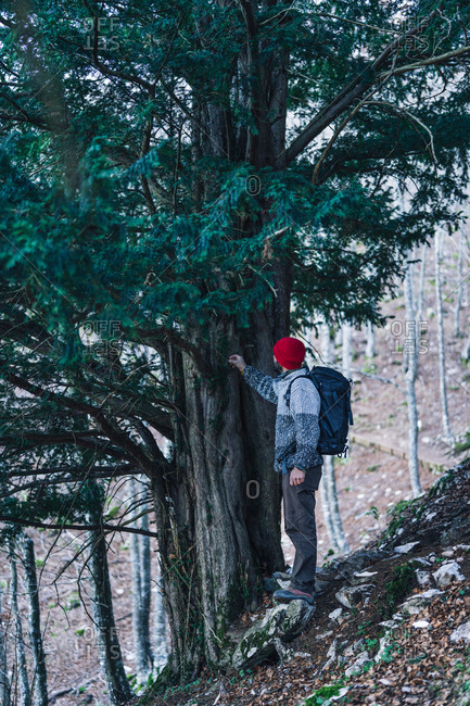 Side view of male backpacker in red cap standing next to massive green pine tree on mountain slope with leafless trees on background