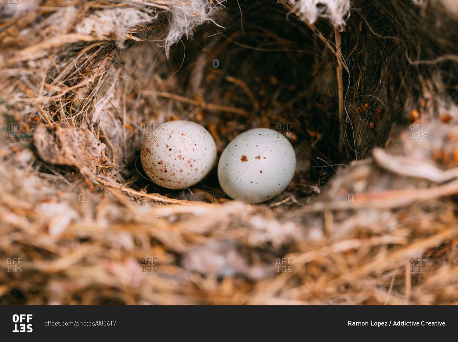 From above nest with small bird eggs placed on branches of thin conifer tree in forest