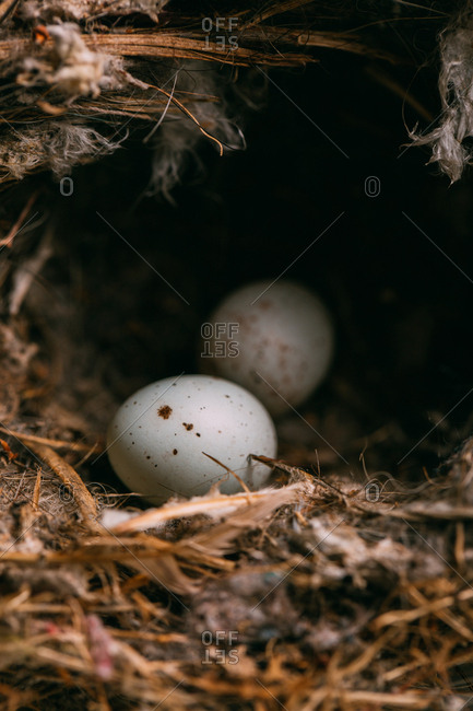 From above nest with small bird eggs placed on branches of thin conifer tree in forest