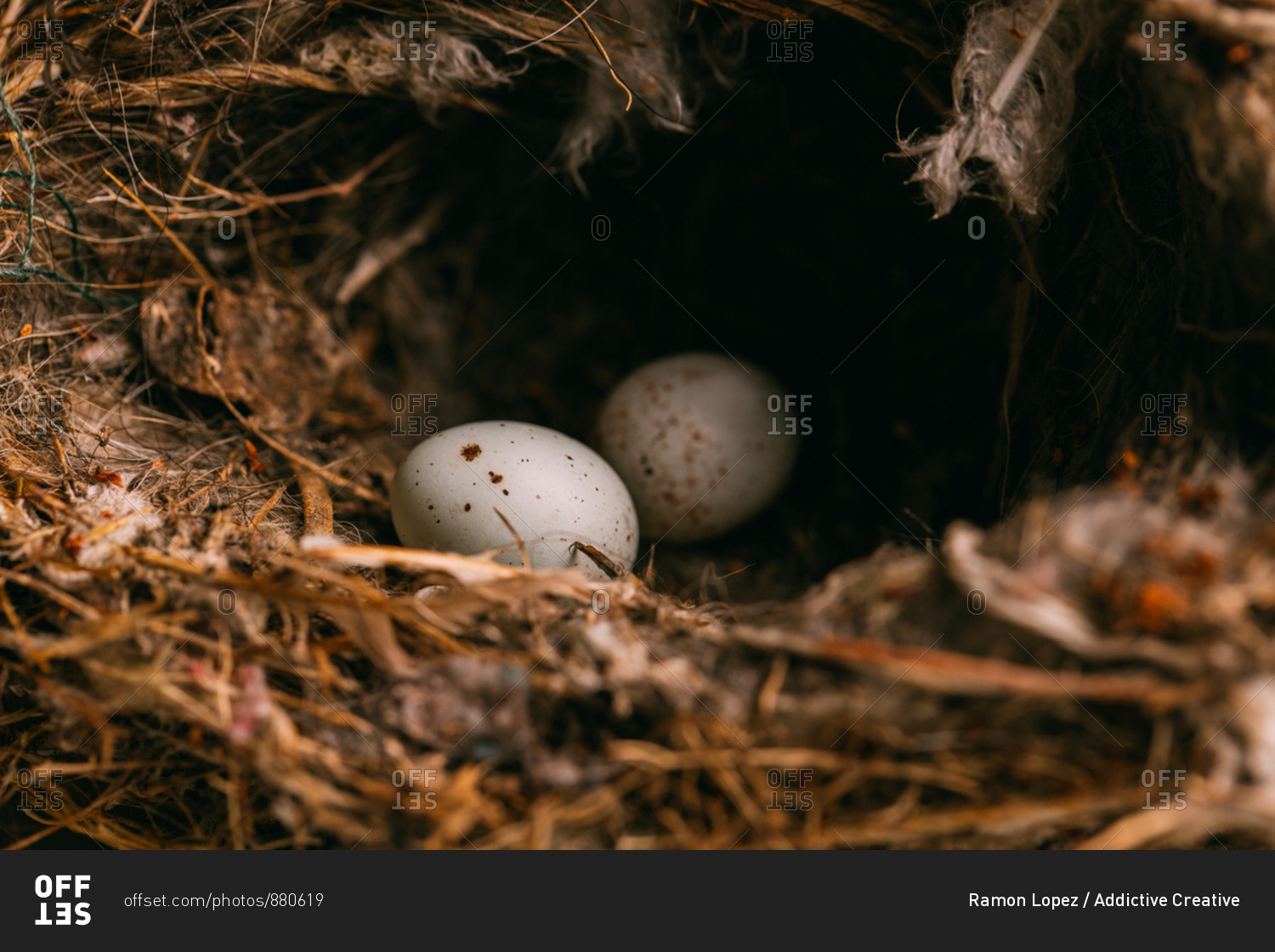 From above nest with small bird eggs placed on branches of thin conifer