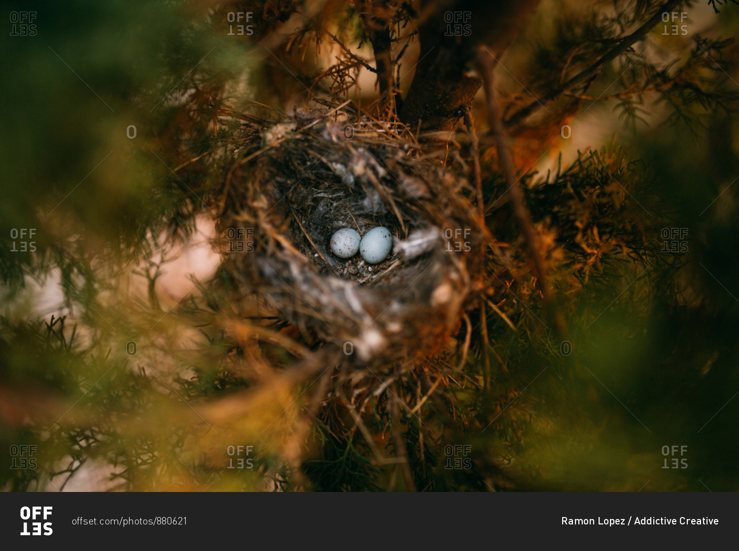 From above nest with small bird eggs placed on branches of thin conifer