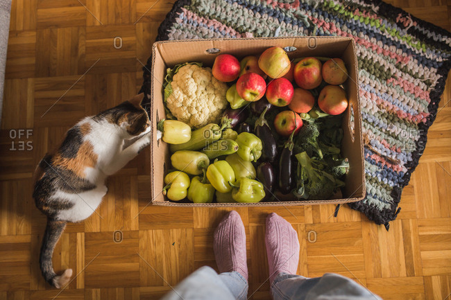 First person perspective view looking down at a cat and a box filled with fresh produce