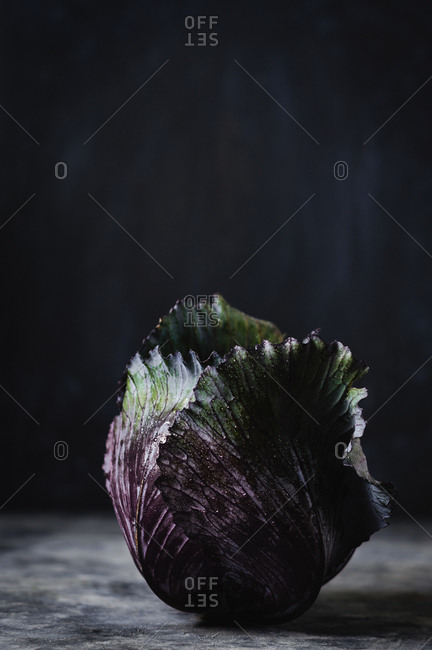 Still life of one red cabbage