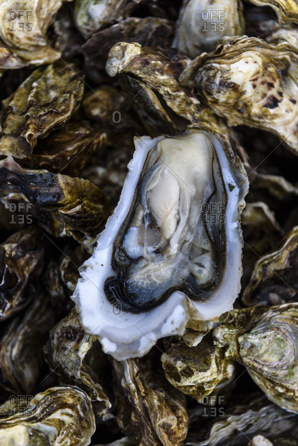 Close up of fresh oysters